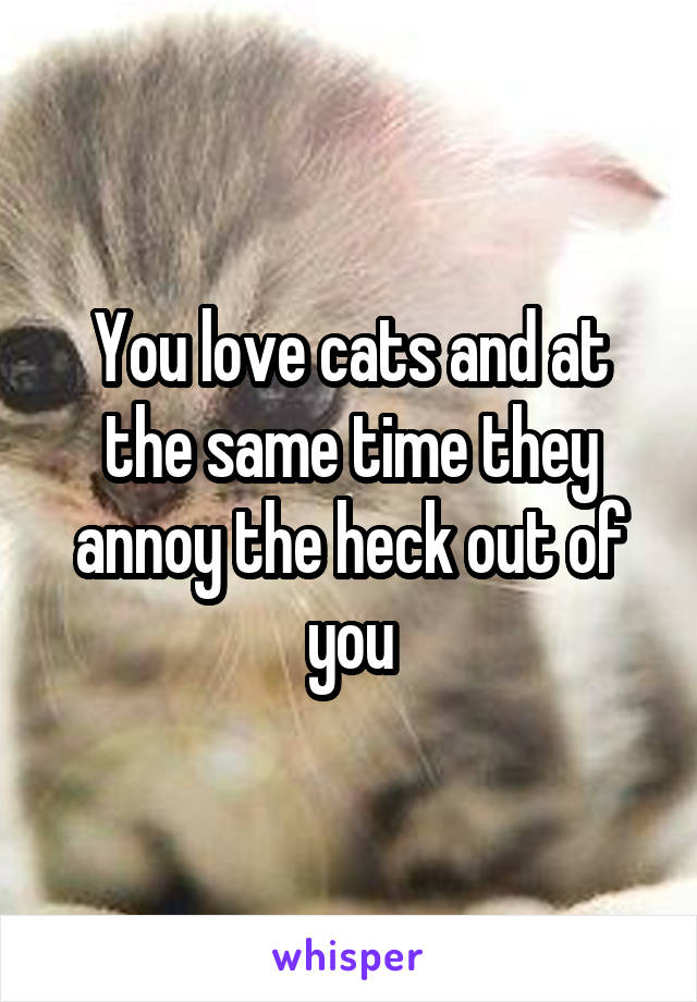 You love cats and at the same time they annoy the heck out of you