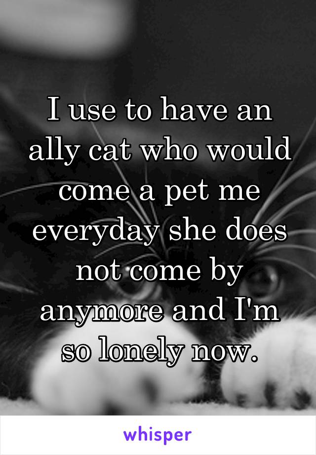 I use to have an ally cat who would come a pet me everyday she does not come by anymore and I'm so lonely now.