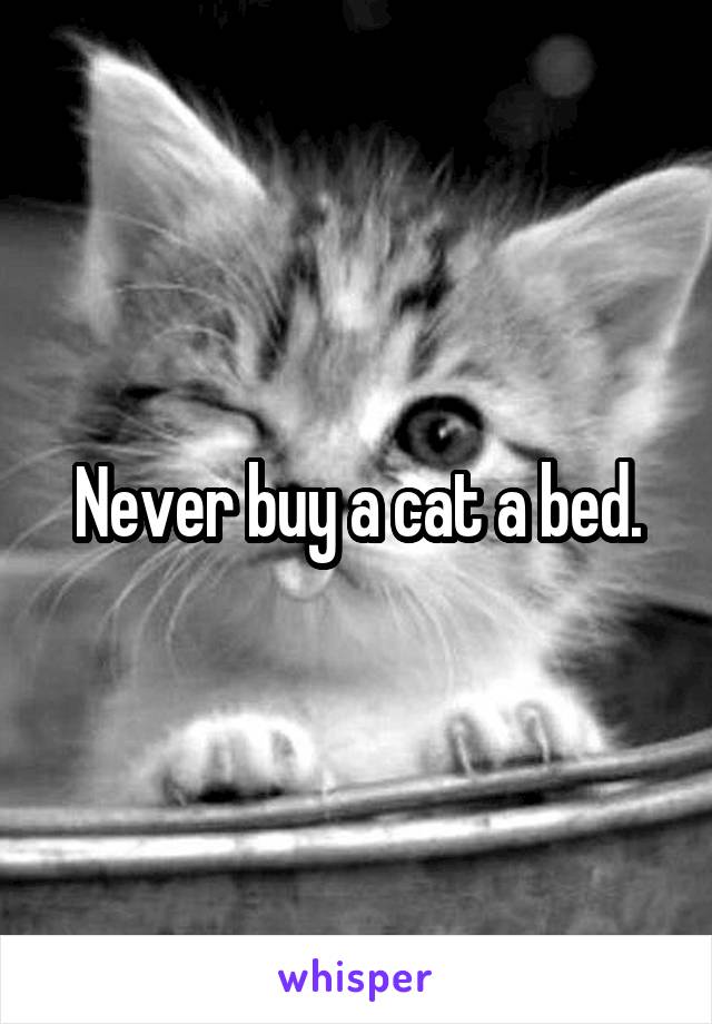 Never buy a cat a bed.