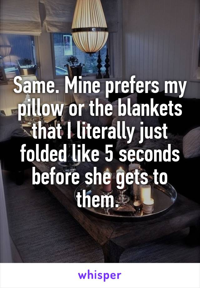 Same. Mine prefers my pillow or the blankets that I literally just folded like 5 seconds before she gets to them. 