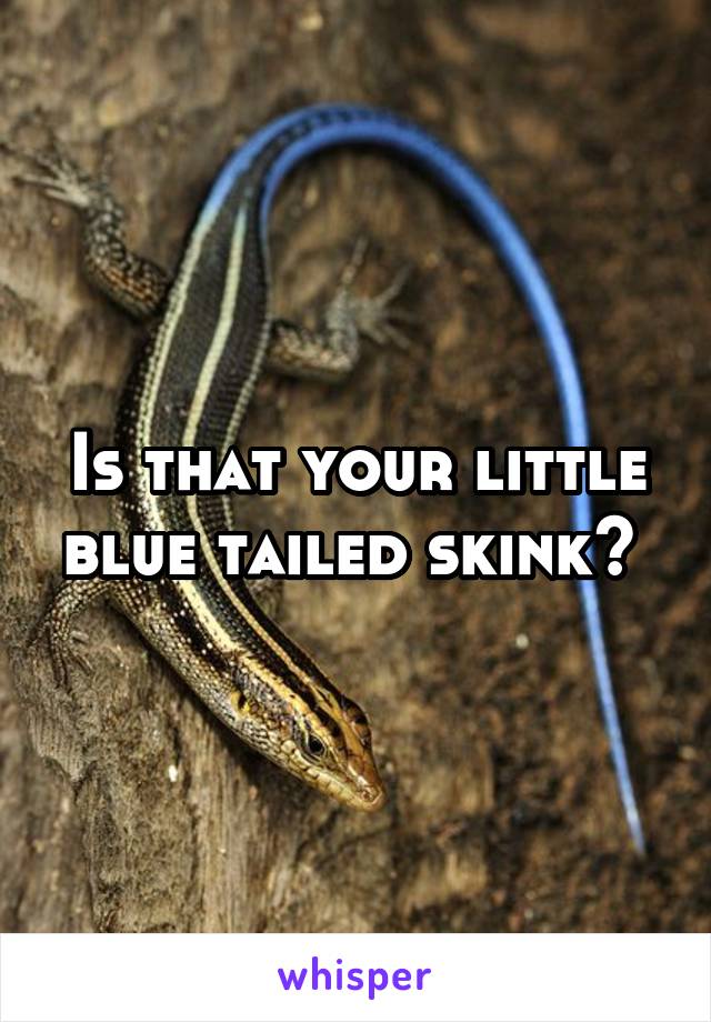 Is that your little blue tailed skink? 