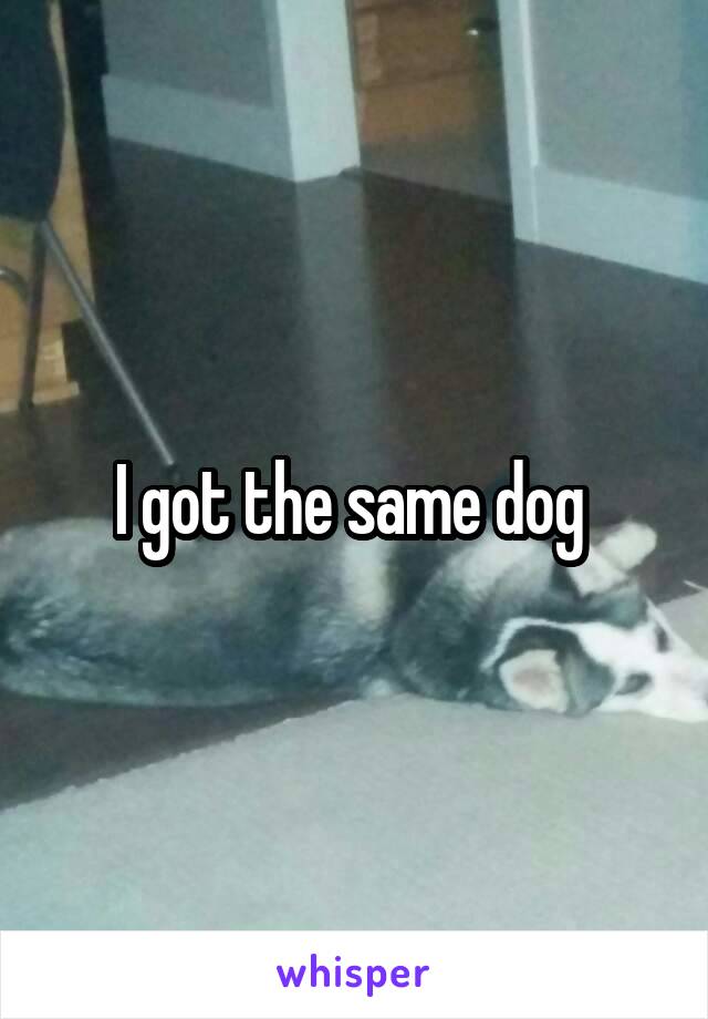 I got the same dog 