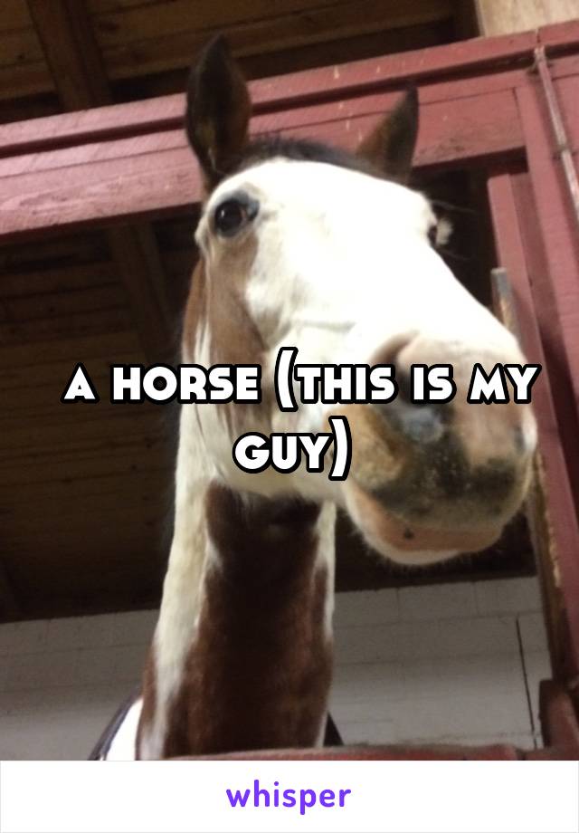  a horse (this is my guy)