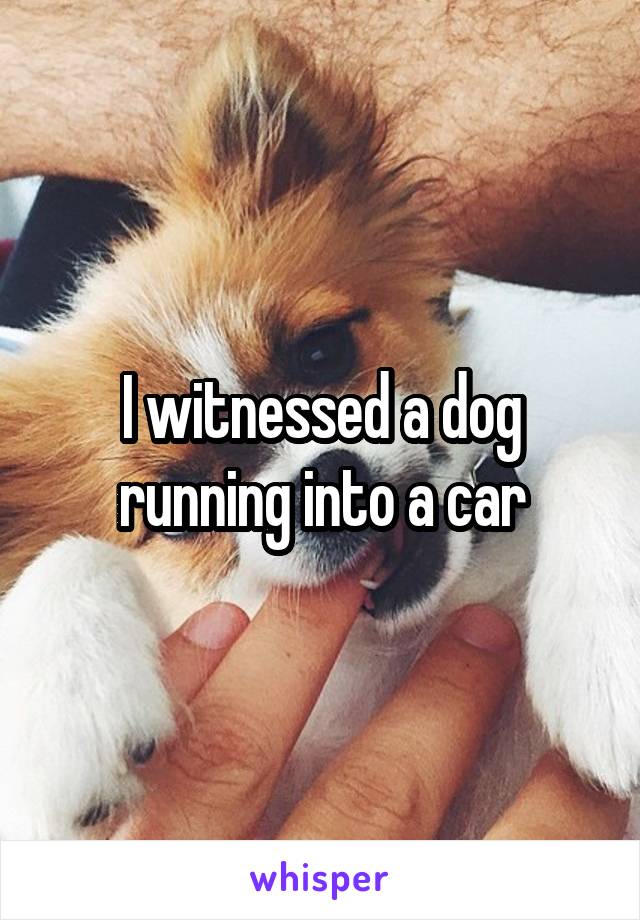 I witnessed a dog running into a car