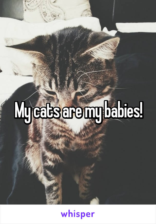 My cats are my babies!