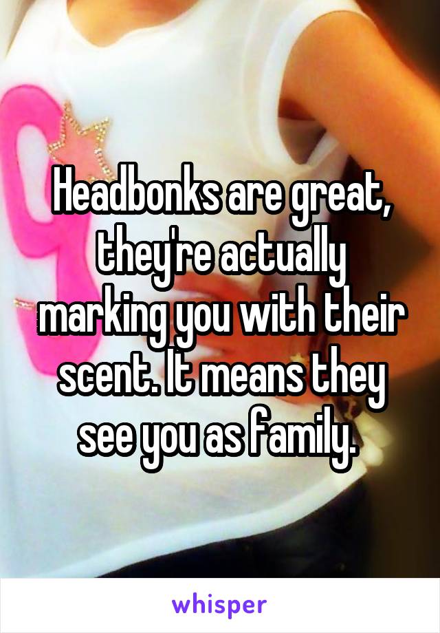 Headbonks are great, they're actually marking you with their scent. It means they see you as family. 