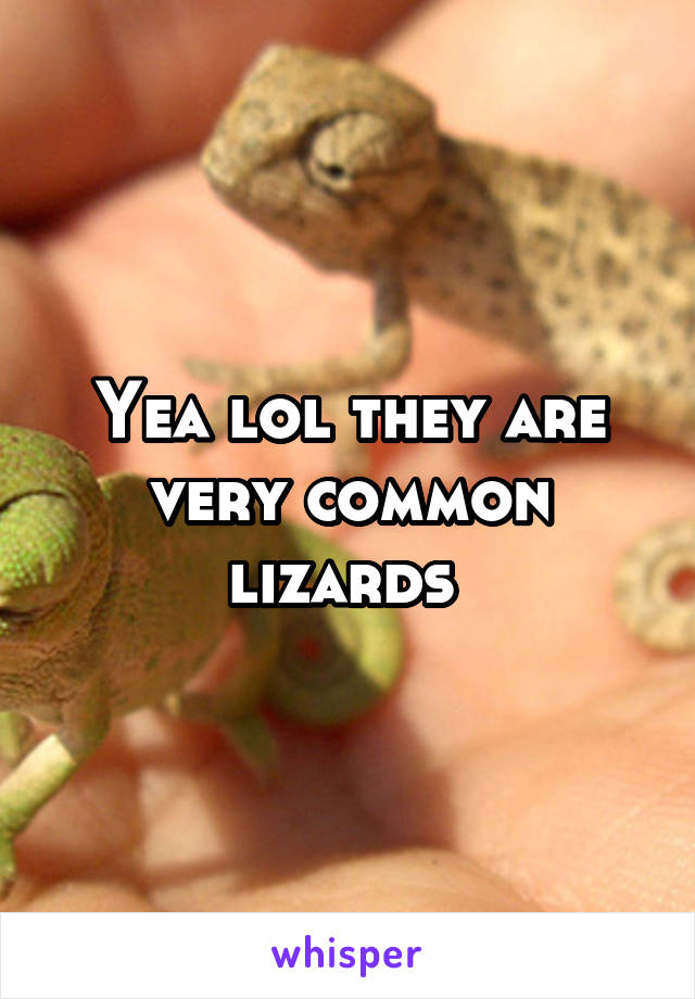 Yea lol they are very common lizards 