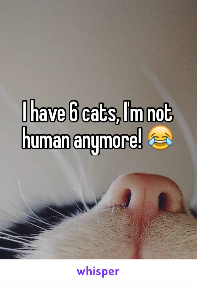 I have 6 cats, I'm not human anymore! 😂