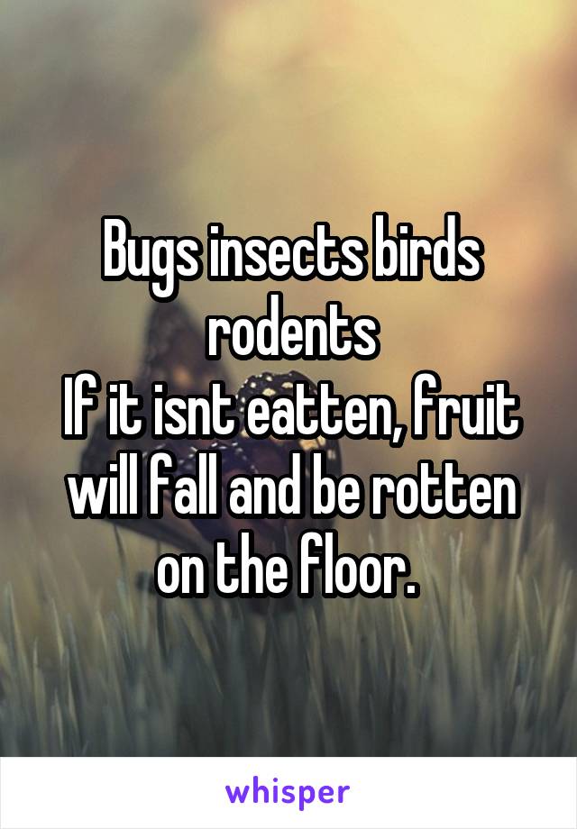 Bugs insects birds rodents
If it isnt eatten, fruit will fall and be rotten on the floor. 
