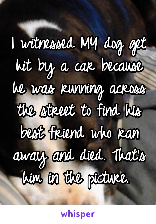 I witnessed MY dog get hit by a car because he was running across the street to find his best friend who ran away and died. That's him in the picture. 