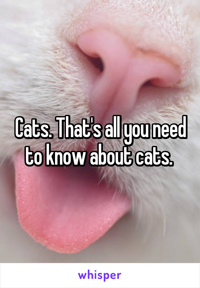 Cats. That's all you need to know about cats. 