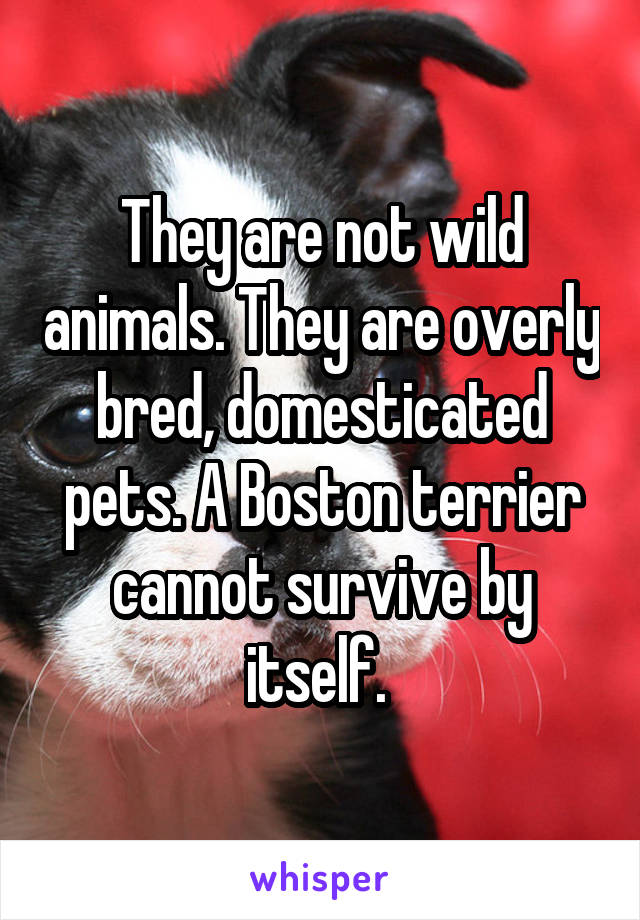 They are not wild animals. They are overly bred, domesticated pets. A Boston terrier cannot survive by itself. 