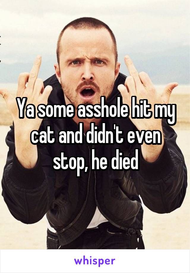 Ya some asshole hit my cat and didn't even stop, he died