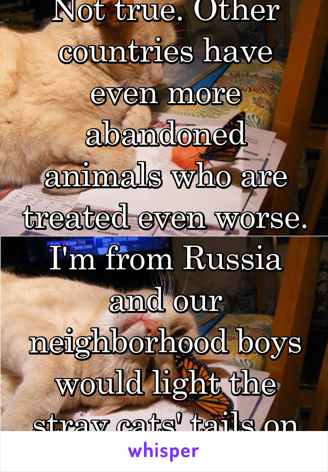 Not true. Other countries have even more abandoned animals who are treated even worse. I'm from Russia and our neighborhood boys would light the stray cats' tails on fire :(