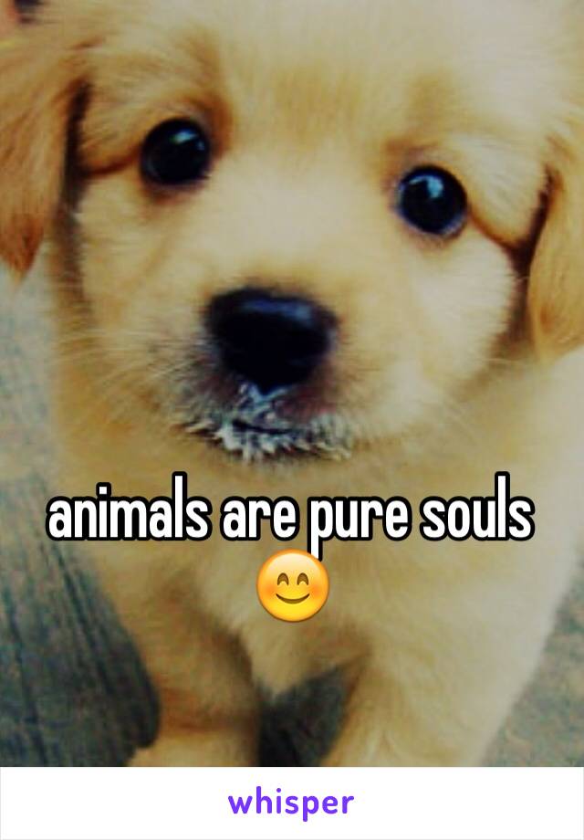 animals are pure souls 😊