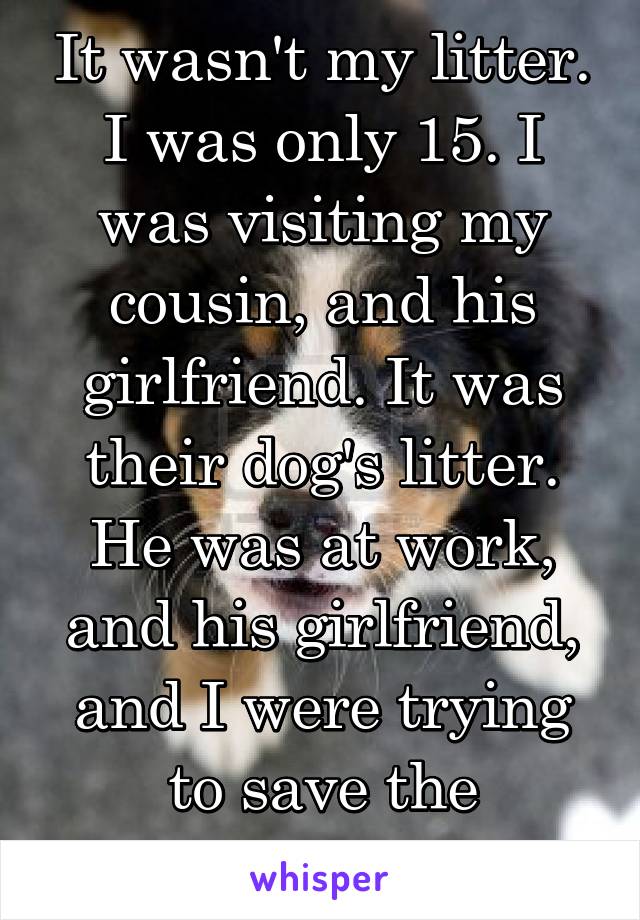 It wasn't my litter. I was only 15. I was visiting my cousin, and his girlfriend. It was their dog's litter. He was at work, and his girlfriend, and I were trying to save the puppies.