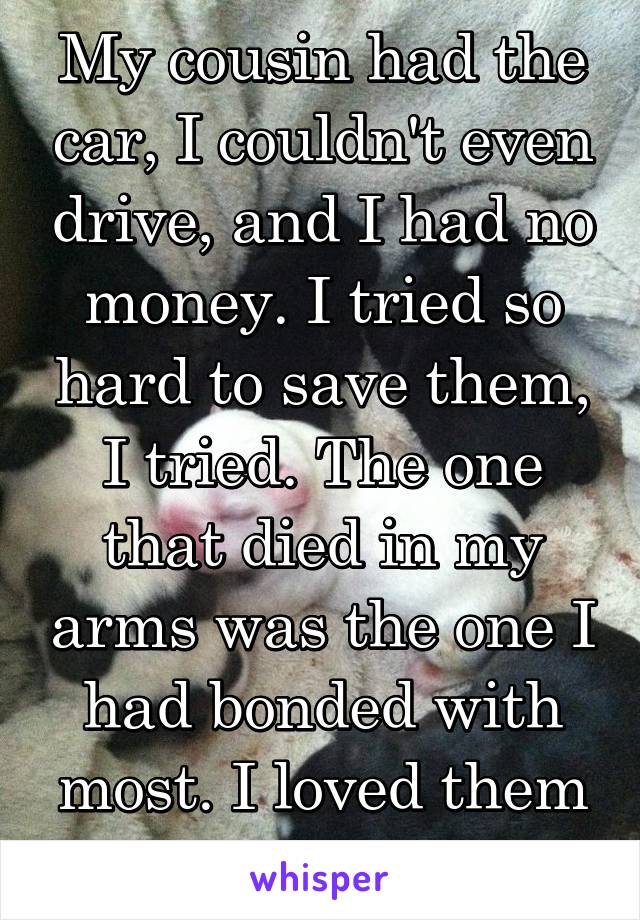 My cousin had the car, I couldn't even drive, and I had no money. I tried so hard to save them, I tried. The one that died in my arms was the one I had bonded with most. I loved them all, and I tried.