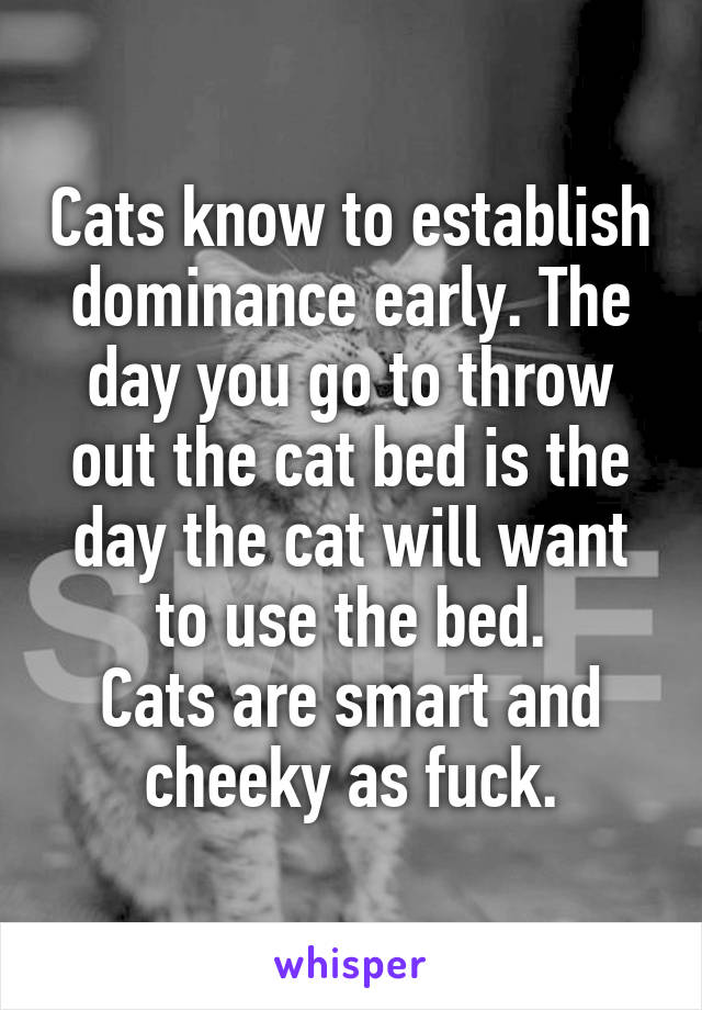 Cats know to establish dominance early. The day you go to throw out the cat bed is the day the cat will want to use the bed.
Cats are smart and cheeky as fuck.