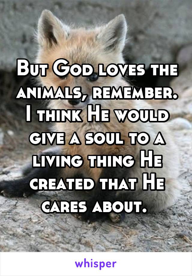 But God loves the animals, remember. I think He would give a soul to a living thing He created that He cares about. 