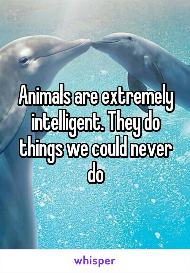 Animals are extremely intelligent. They do things we could never do