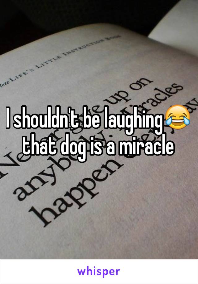 I shouldn't be laughing😂that dog is a miracle 