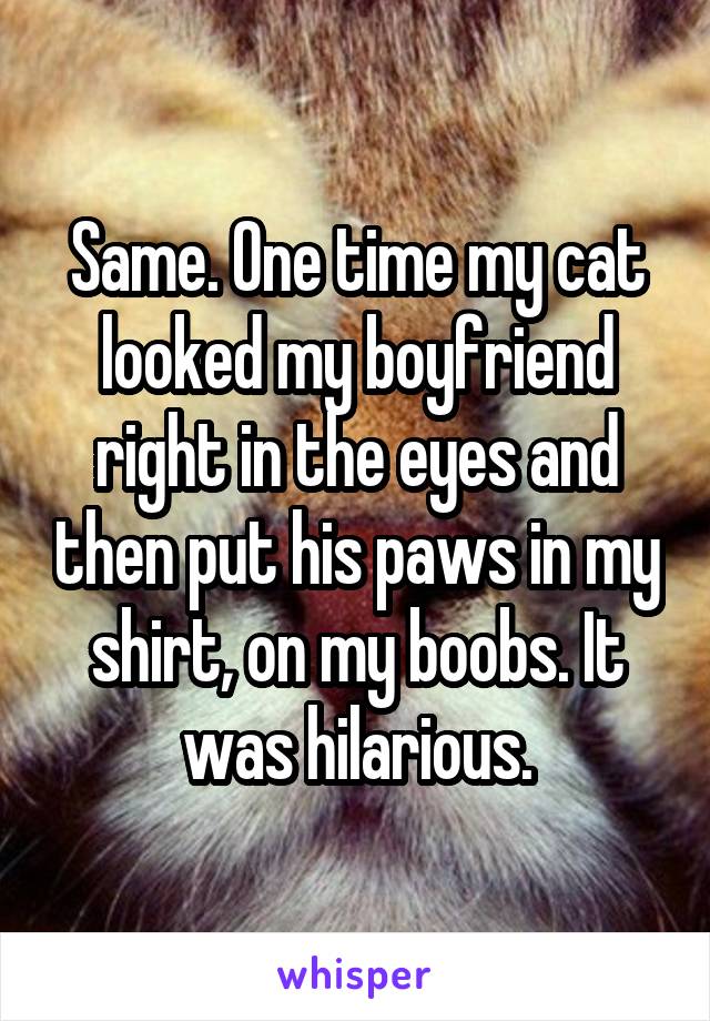 Same. One time my cat looked my boyfriend right in the eyes and then put his paws in my shirt, on my boobs. It was hilarious.