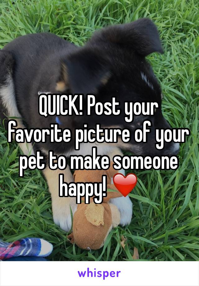 QUICK! Post your favorite picture of your pet to make someone happy! ❤️