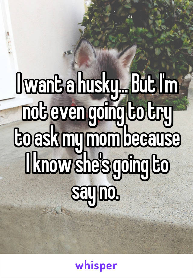 I want a husky... But I'm not even going to try to ask my mom because I know she's going to say no. 