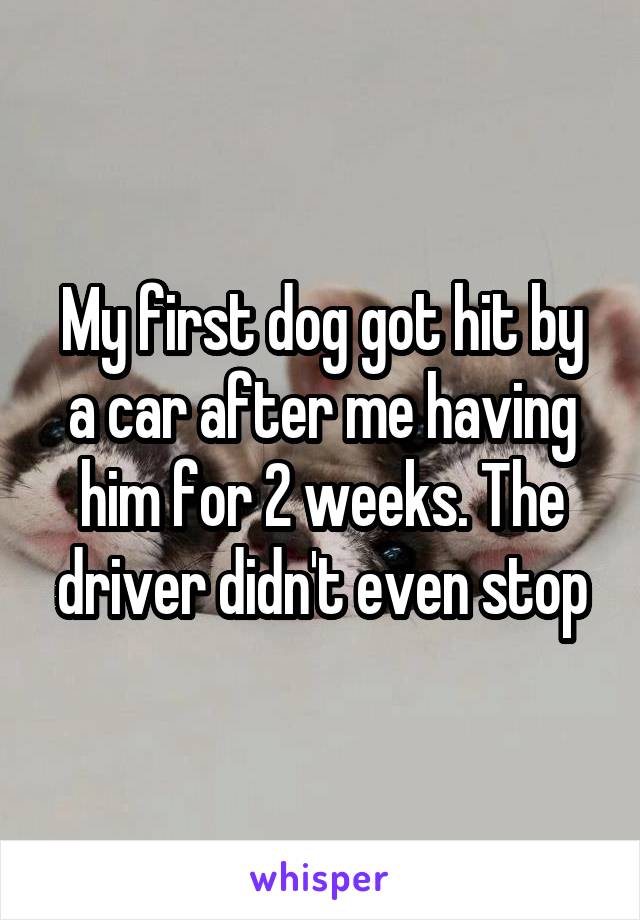 My first dog got hit by a car after me having him for 2 weeks. The driver didn't even stop