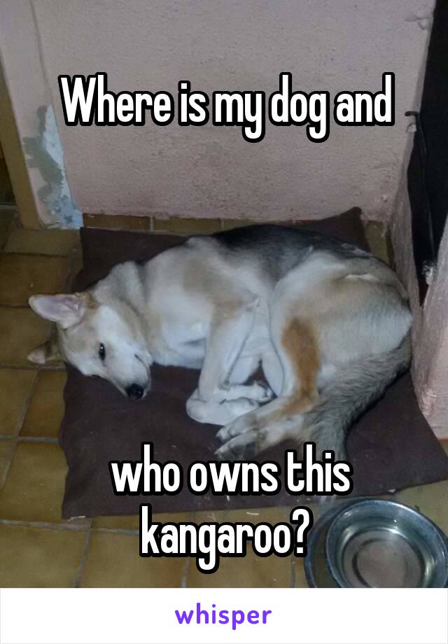 Where is my dog and





 who owns this kangaroo?