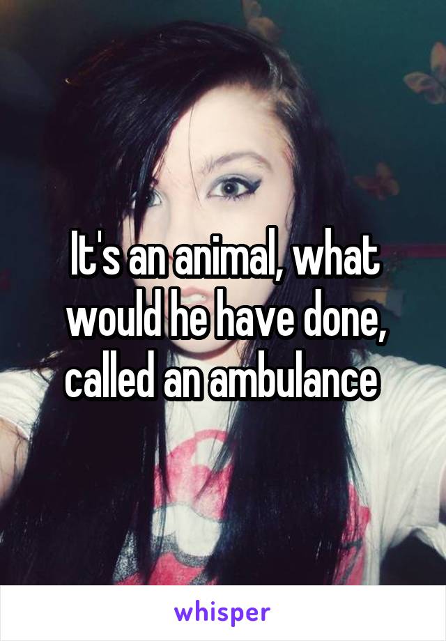 It's an animal, what would he have done, called an ambulance 