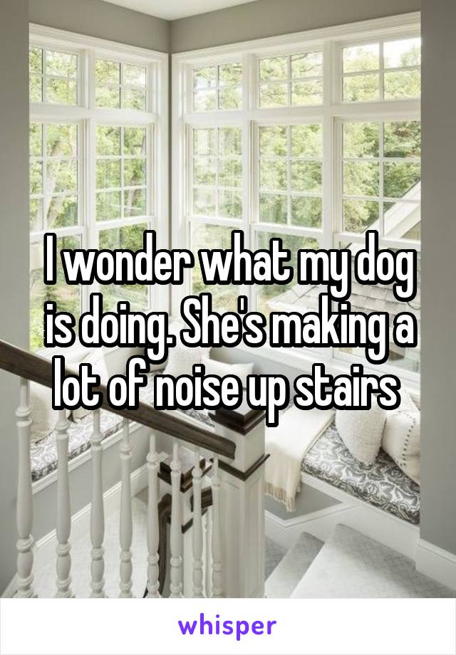 I wonder what my dog is doing. She's making a lot of noise up stairs 