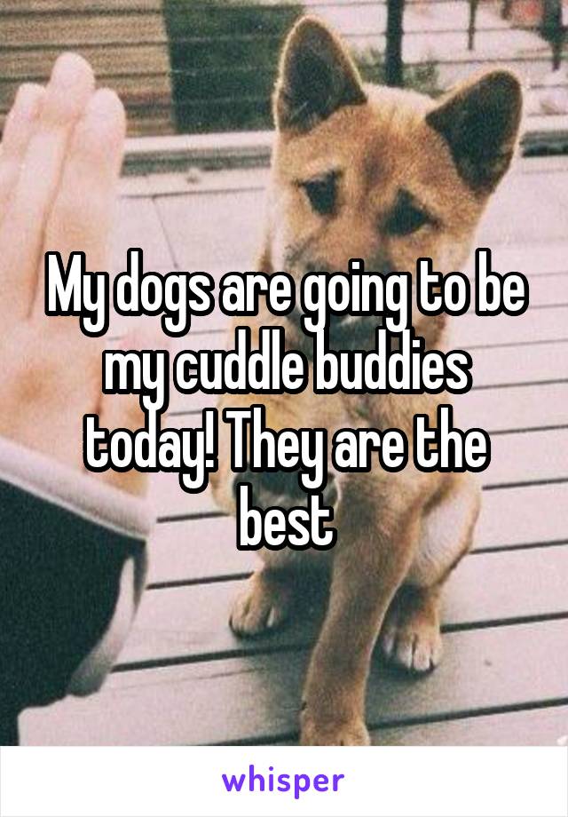 My dogs are going to be my cuddle buddies today! They are the best
