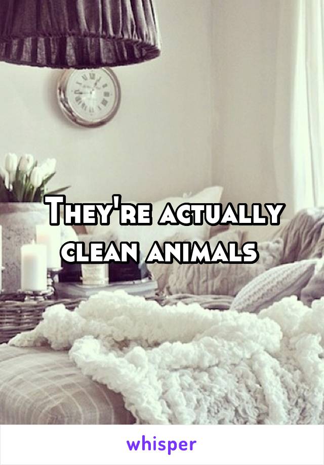 They're actually clean animals 
