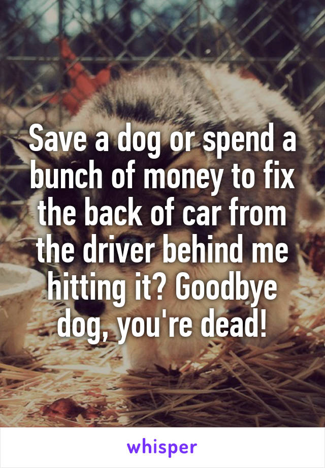 Save a dog or spend a bunch of money to fix the back of car from the driver behind me hitting it? Goodbye dog, you're dead!