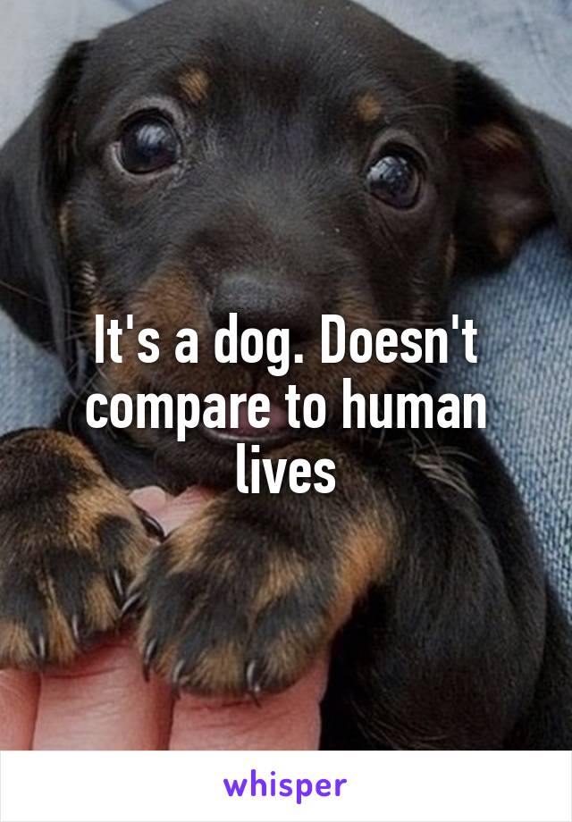 It's a dog. Doesn't compare to human lives