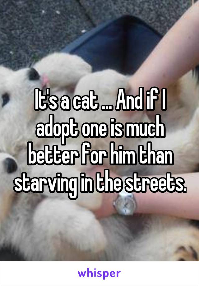 It's a cat ... And if I adopt one is much better for him than starving in the streets.