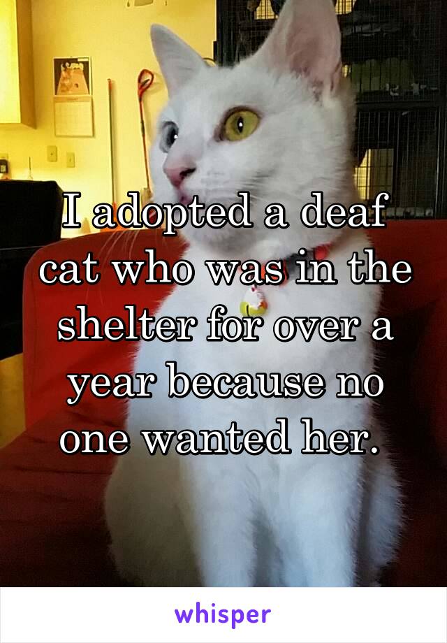 I adopted a deaf cat who was in the shelter for over a year because no one wanted her. 