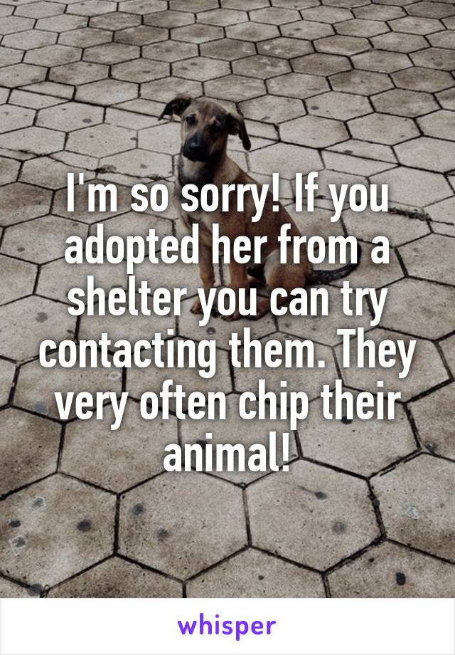 I'm so sorry! If you adopted her from a shelter you can try contacting them. They very often chip their animal!