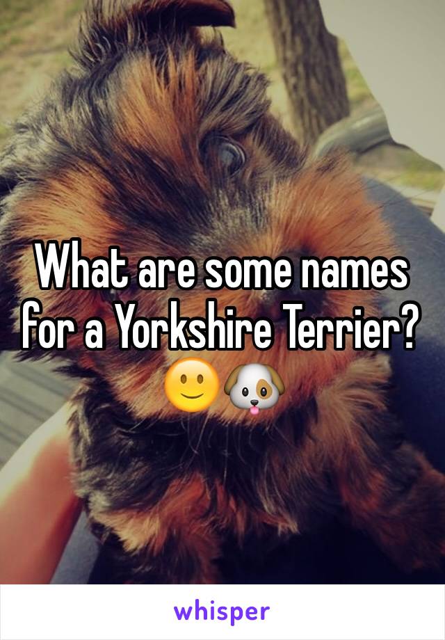 What are some names for a Yorkshire Terrier?🙂🐶