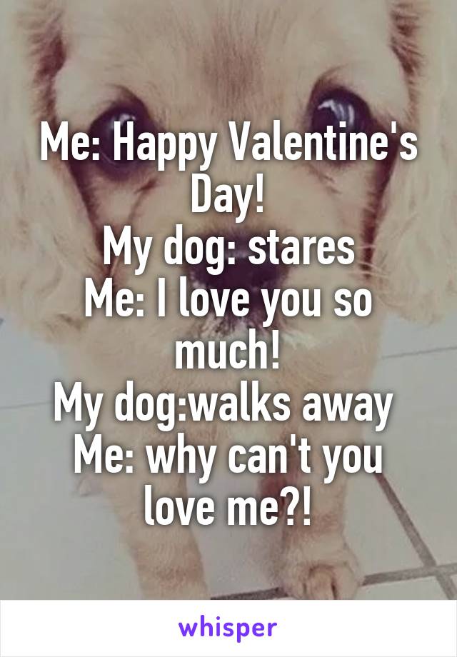 Me: Happy Valentine's Day!
My dog: stares
Me: I love you so much!
My dog:walks away 
Me: why can't you love me?!