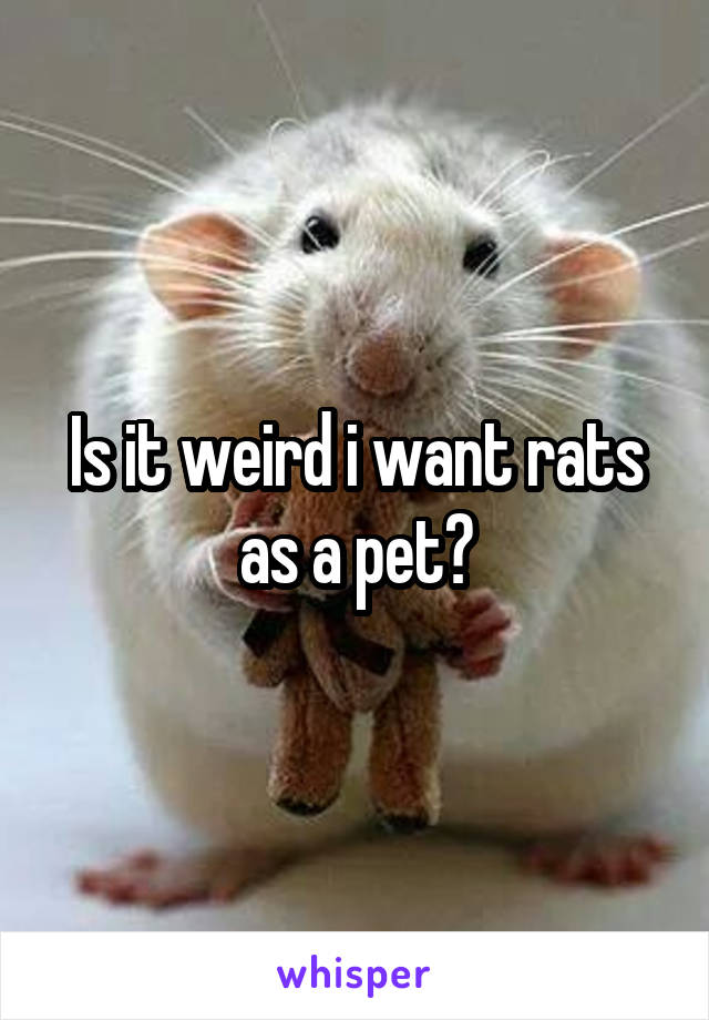 Is it weird i want rats as a pet?