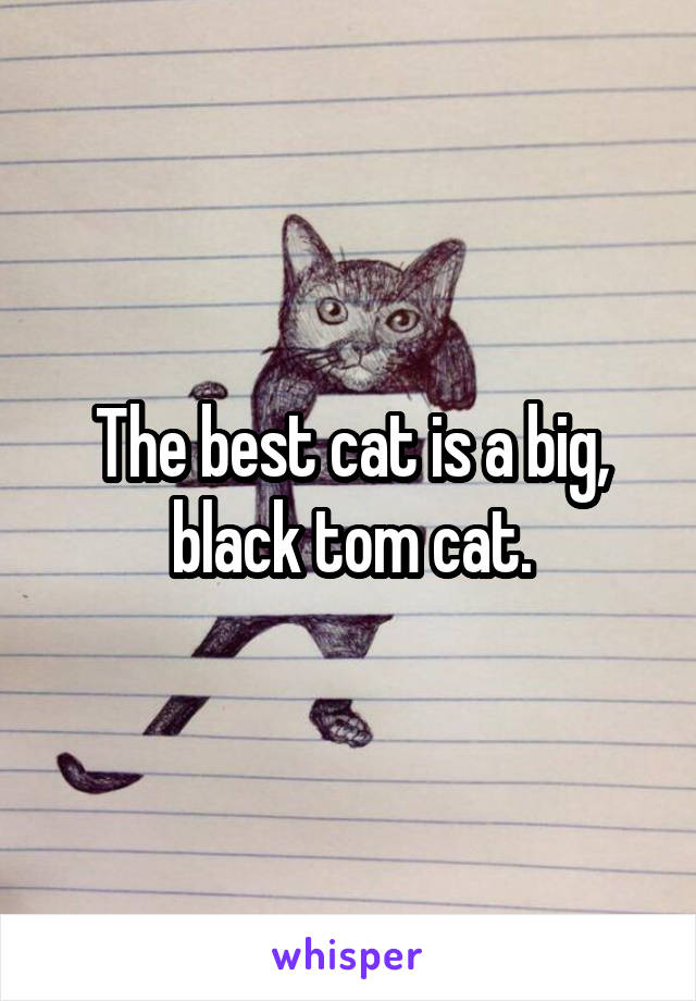 The best cat is a big, black tom cat.