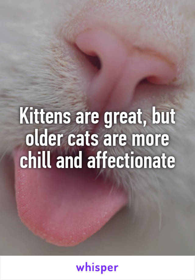 Kittens are great, but older cats are more chill and affectionate