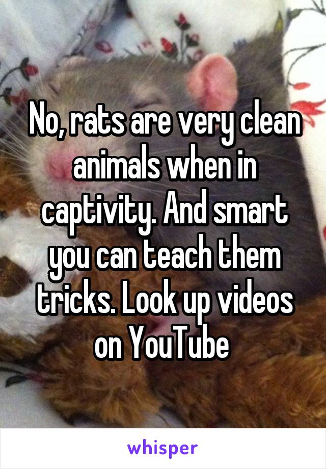 No, rats are very clean animals when in captivity. And smart you can teach them tricks. Look up videos on YouTube 