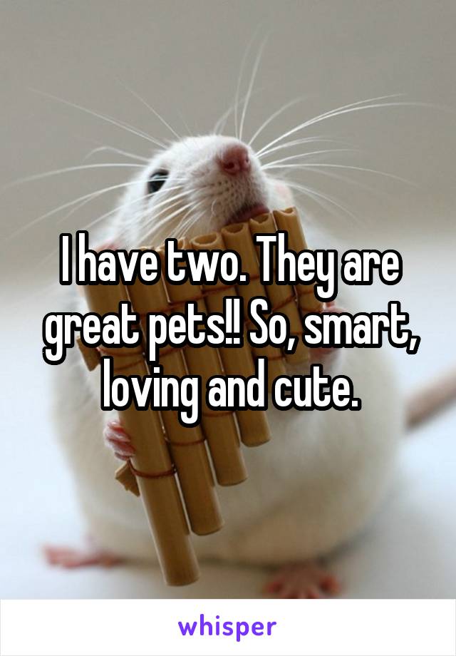 I have two. They are great pets!! So, smart, loving and cute.