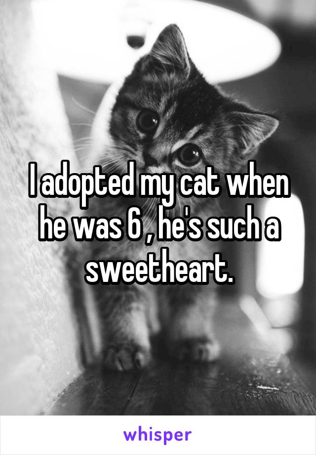 I adopted my cat when he was 6 , he's such a sweetheart.