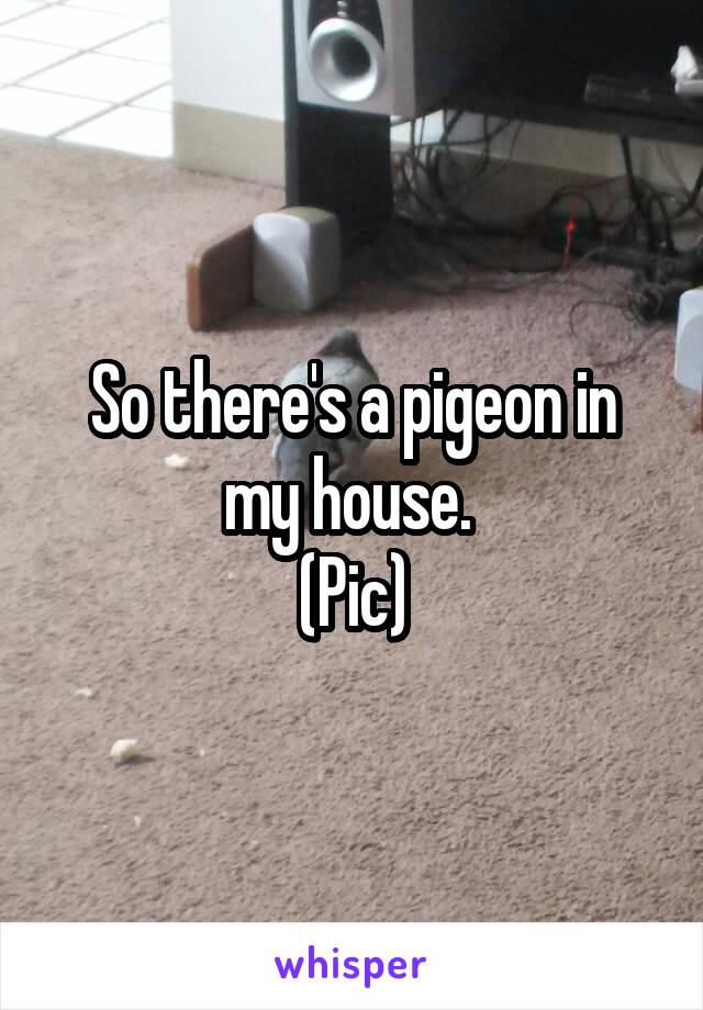 So there's a pigeon in my house. 
(Pic)