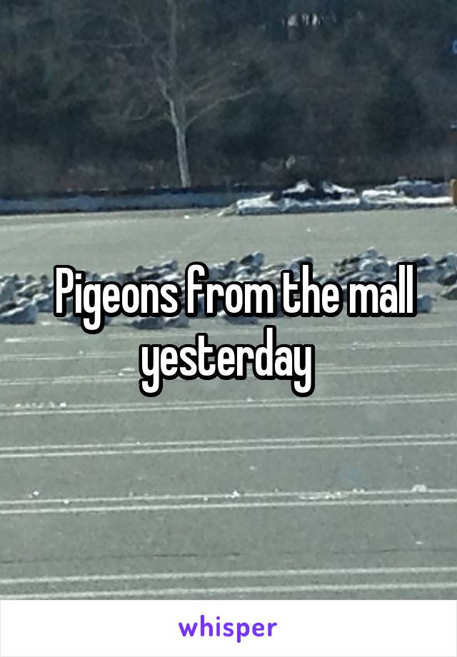  Pigeons from the mall yesterday 