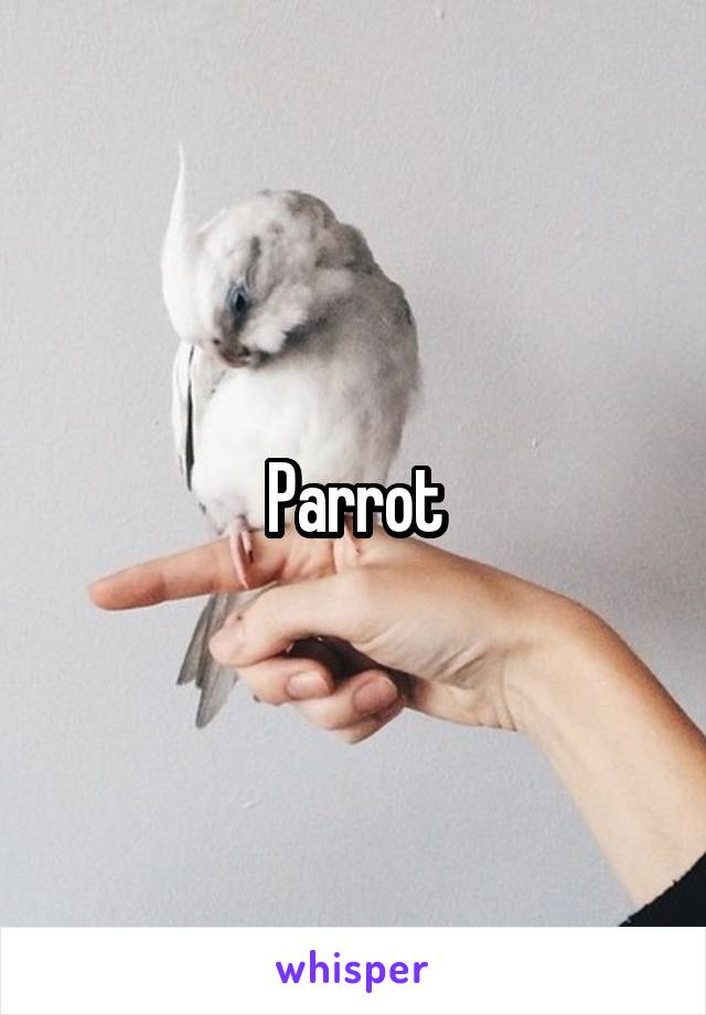 Parrot